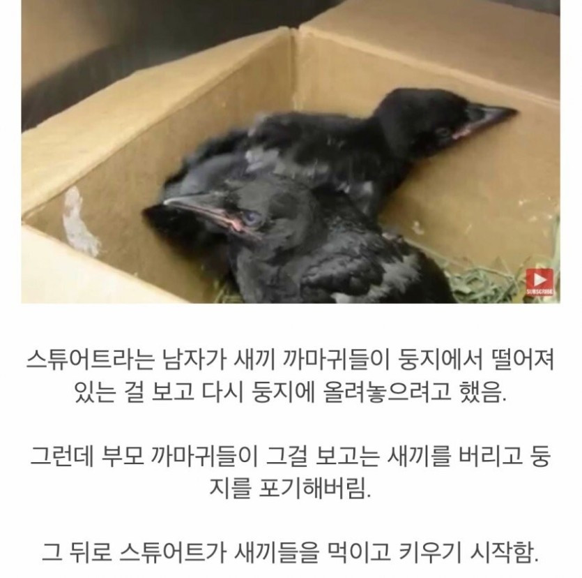 은혜갚은 까마귀