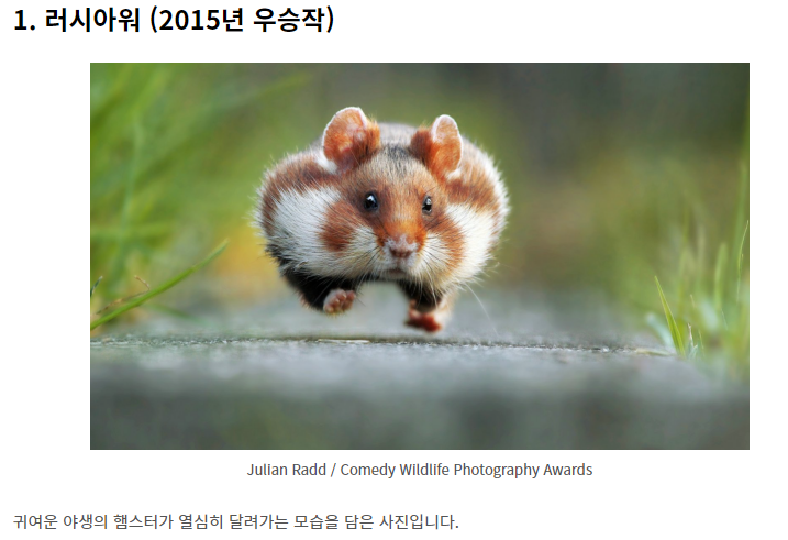 웃긴 야생 동물 사진 대회!