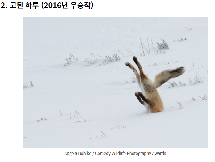 웃긴 야생 동물 사진 대회!
