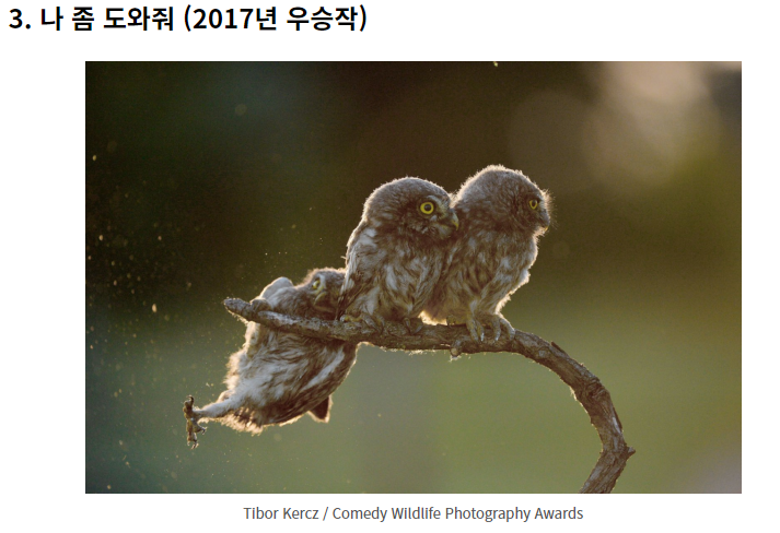웃긴 야생 동물 사진 대회!