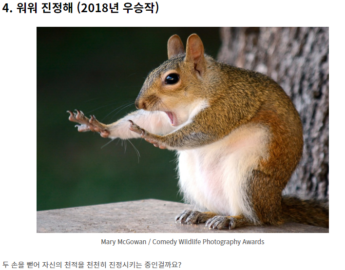웃긴 야생 동물 사진 대회!