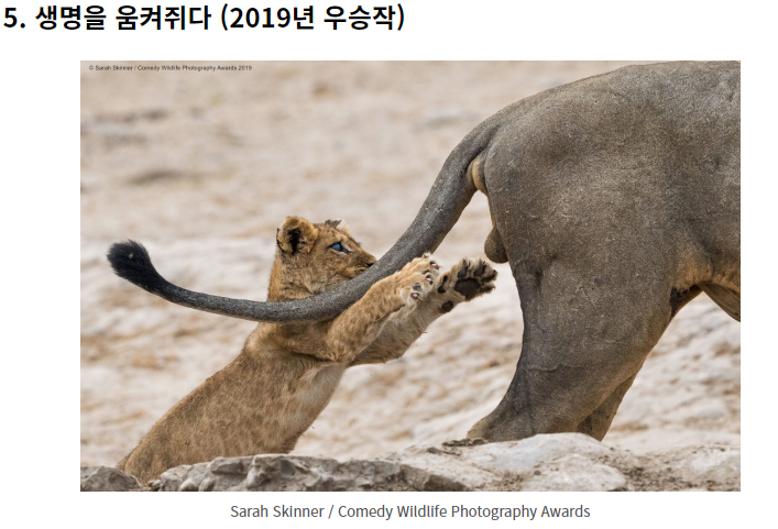 웃긴 야생 동물 사진 대회!
