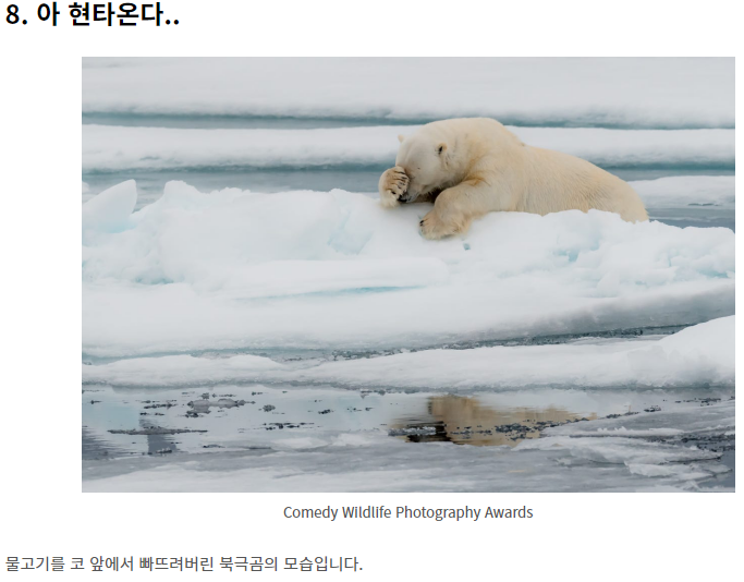 웃긴 야생 동물 사진 대회!