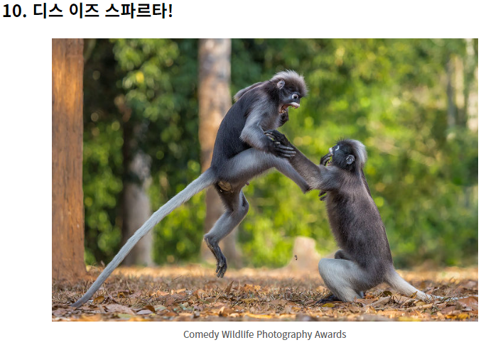 웃긴 야생 동물 사진 대회!
