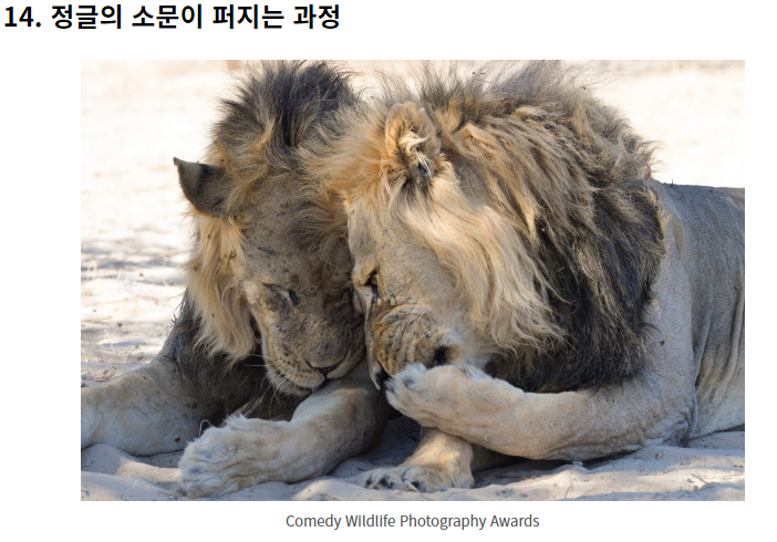 웃긴 야생 동물 사진 대회!