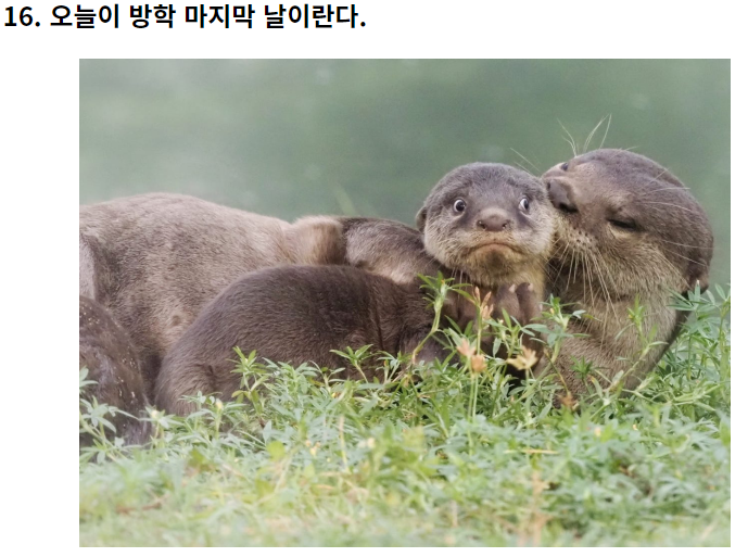 웃긴 야생 동물 사진 대회!