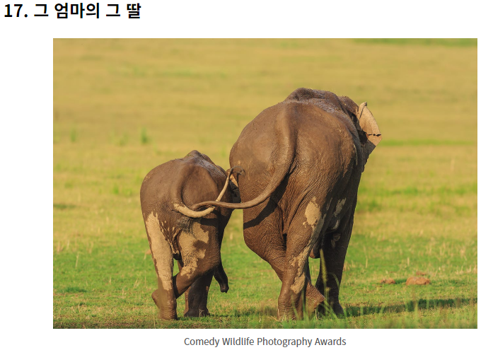 웃긴 야생 동물 사진 대회!