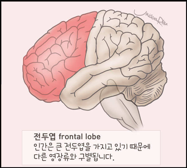 전두엽 손상 시 나타나는 증상들?