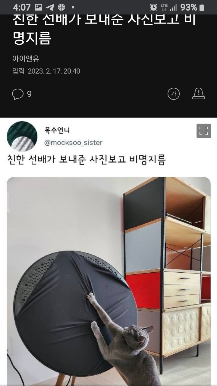 양집사 님이러면 안된다 냐옹