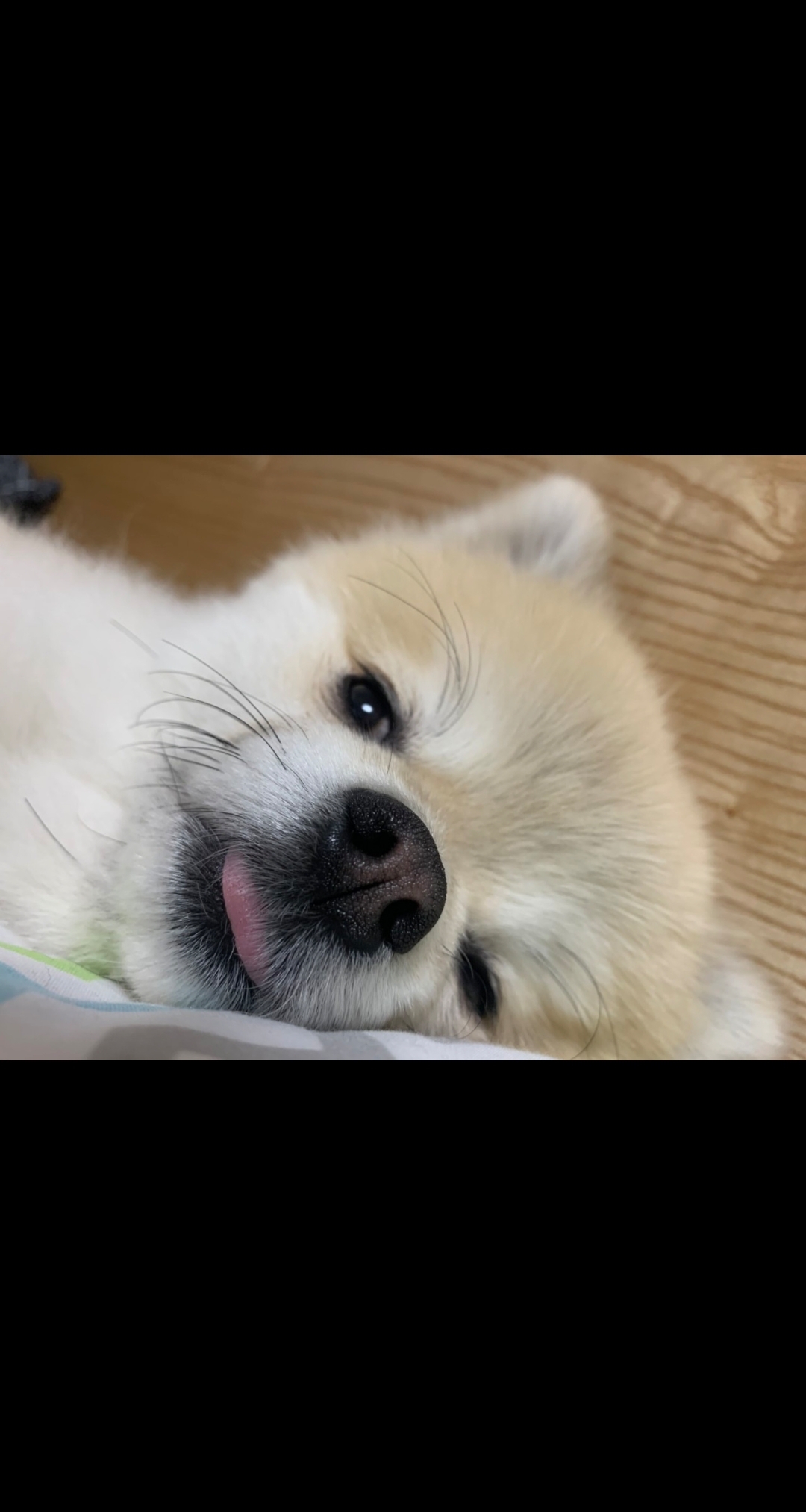 우리 똥강아지ㅎ