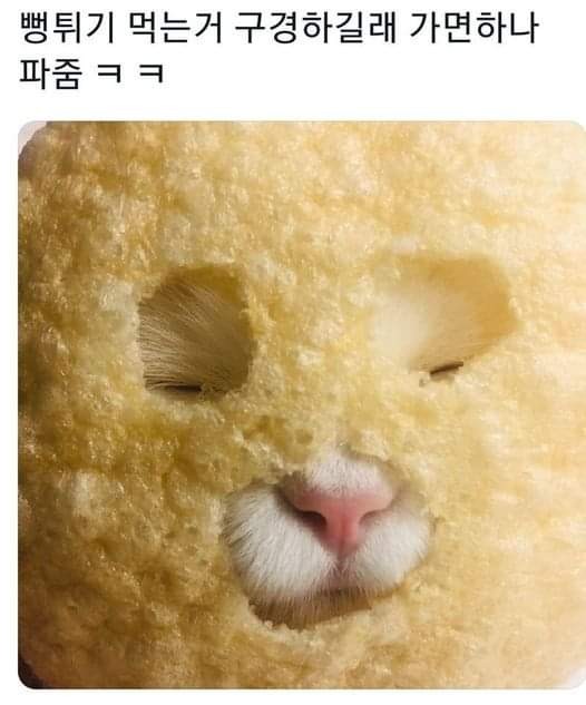 가면 냐옹