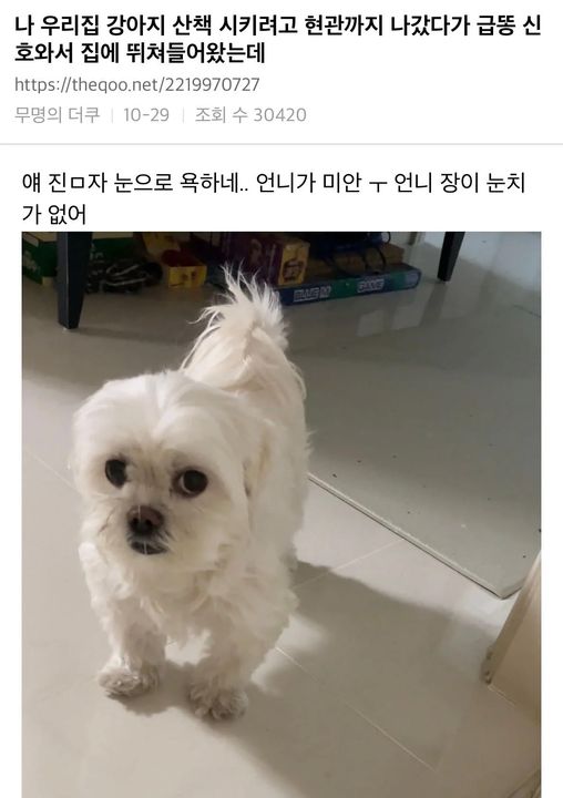 눈으로 욕하는 강아지