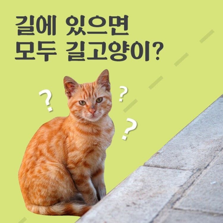 길에 있으면 모두 길 고양이?