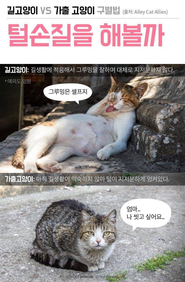 길에 있으면 모두 길 고양이?