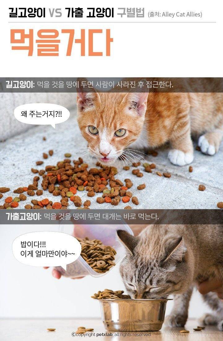 길에 있으면 모두 길 고양이?