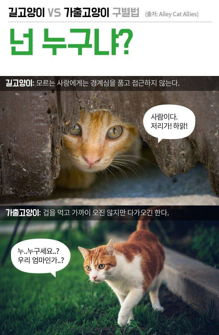 길에 있으면 모두 길 고양이?