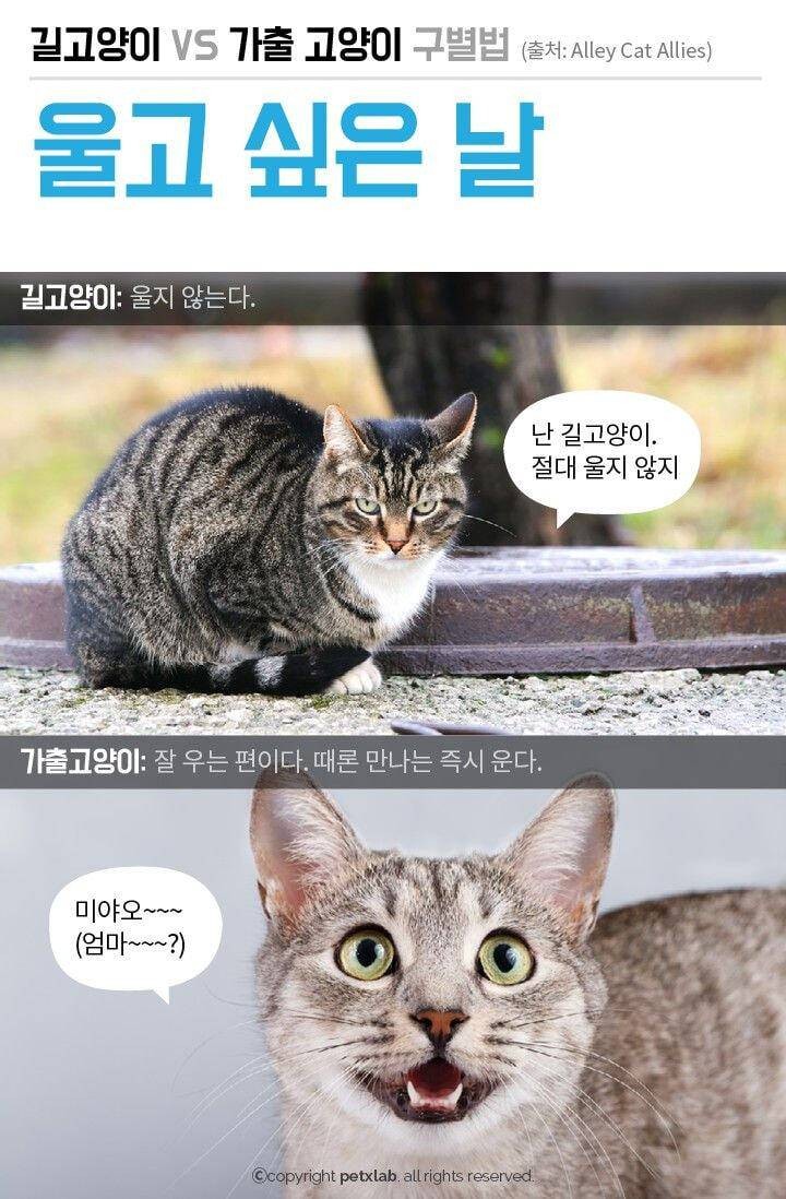 길에 있으면 모두 길 고양이?