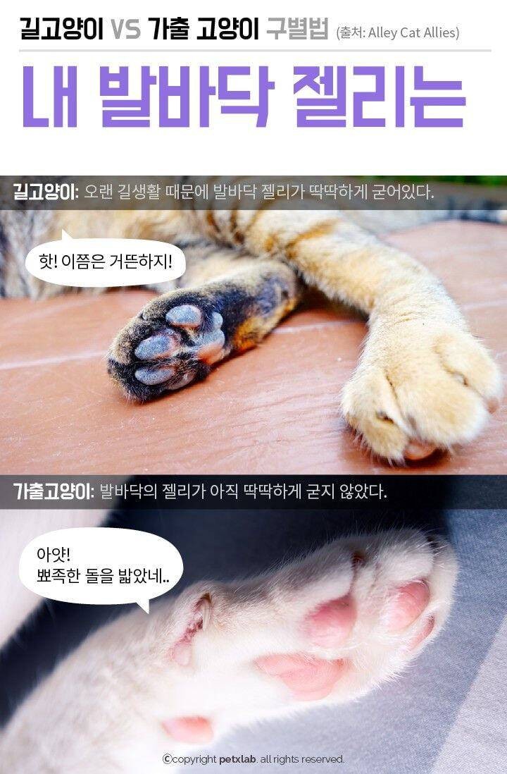 길에 있으면 모두 길 고양이?