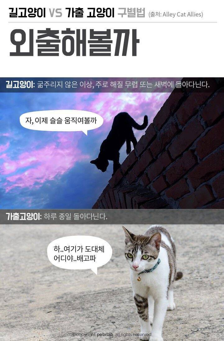 길에 있으면 모두 길 고양이?