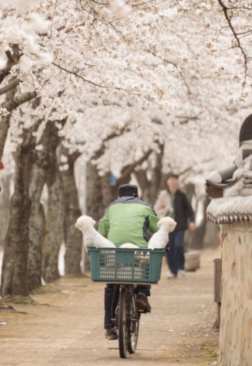 벗꽃 구경