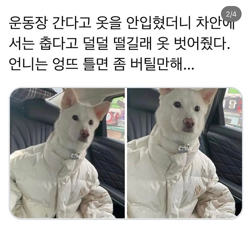 강아지한테 옷벗어줬더니