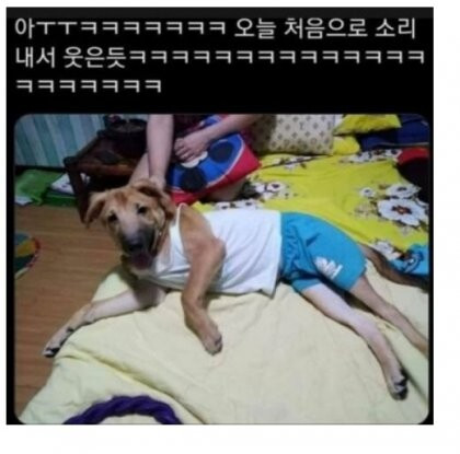 아버지가 개에게 내 옷을 입혔다.