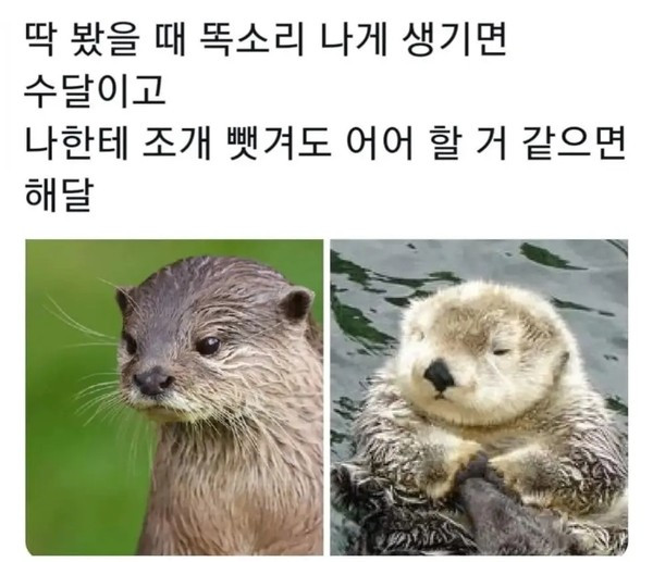 수달과 해달의 구분방법