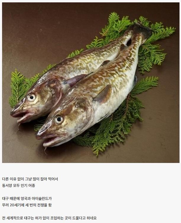 사람 때문에 씨가 마를 뻔한 생선