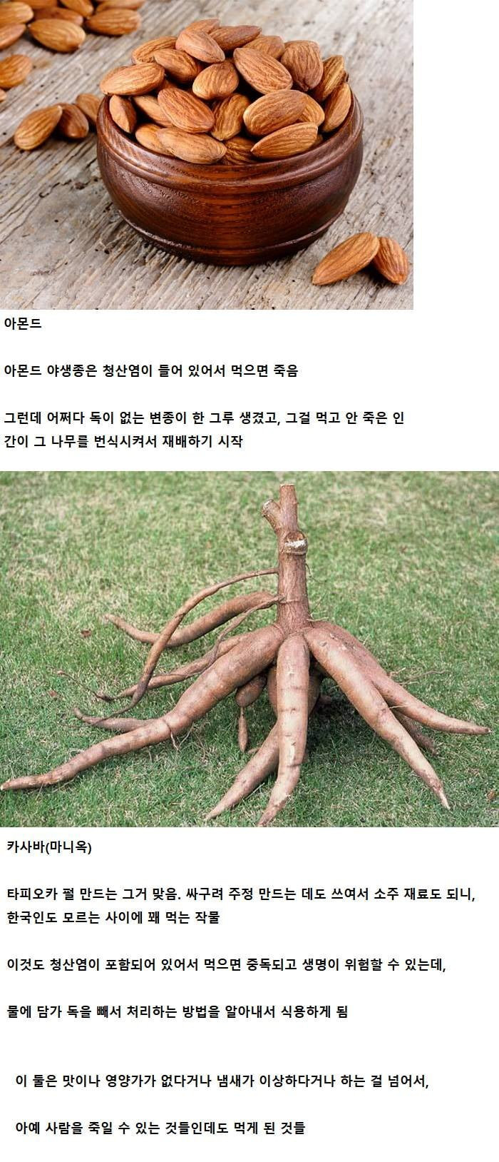 식재료가 된 것이 신기한 식물 투탑