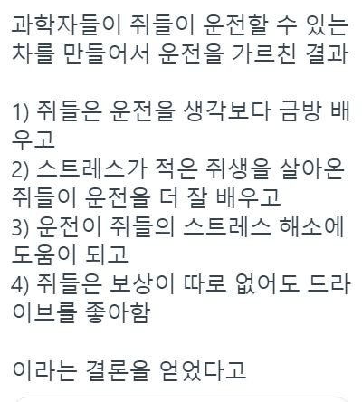 쥐한테 자동차 운전 가르쳐줌....