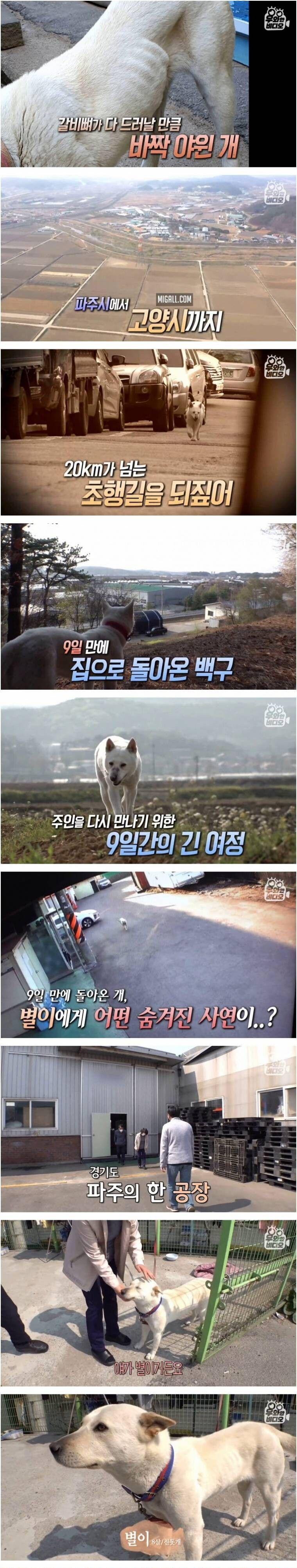 9일간 21km를 걸어 찾아온 강아지