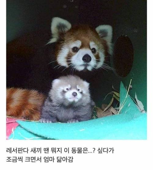 새끼보다 성체가 더 귀여운 동물