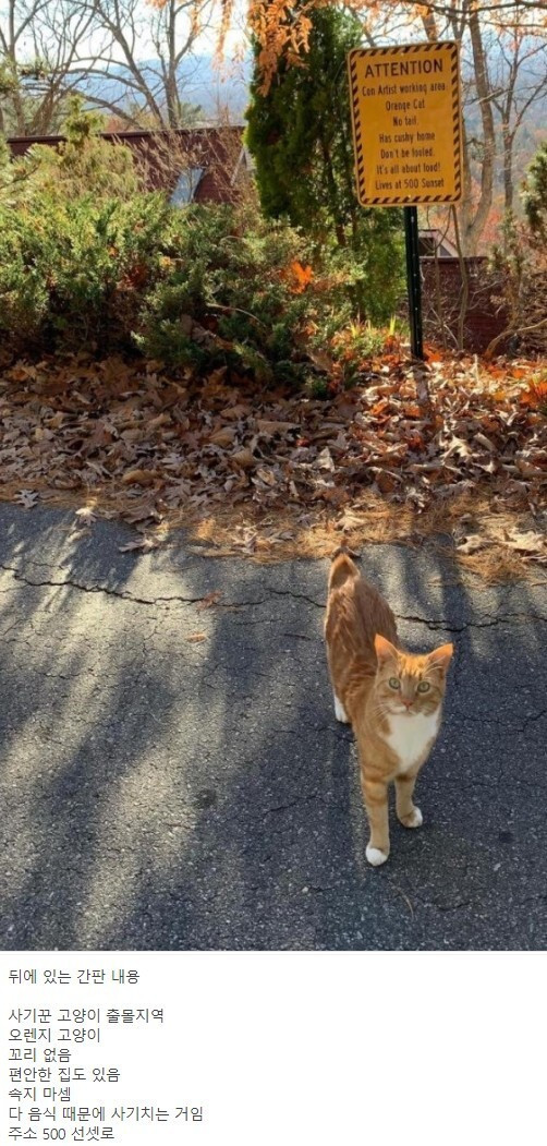 길냥이로 위장한 고양이 주의