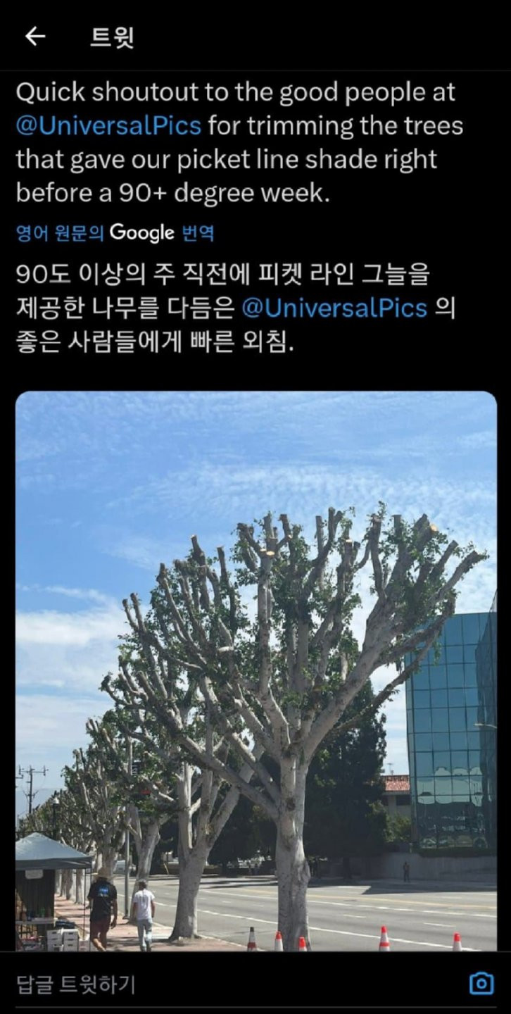 할리우드 근황 (나무 가지치기)