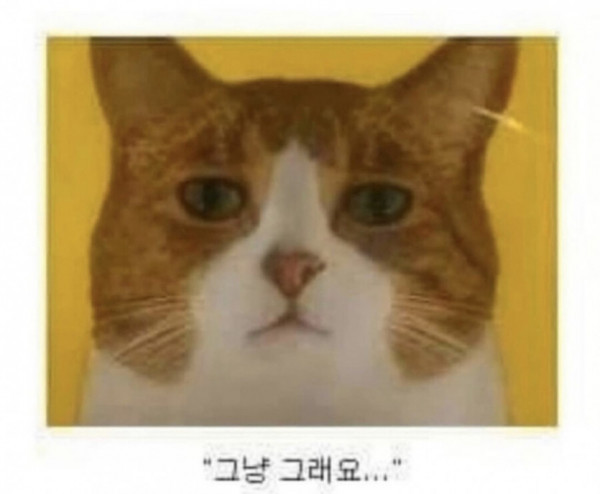 고양이 표정이 말해준다