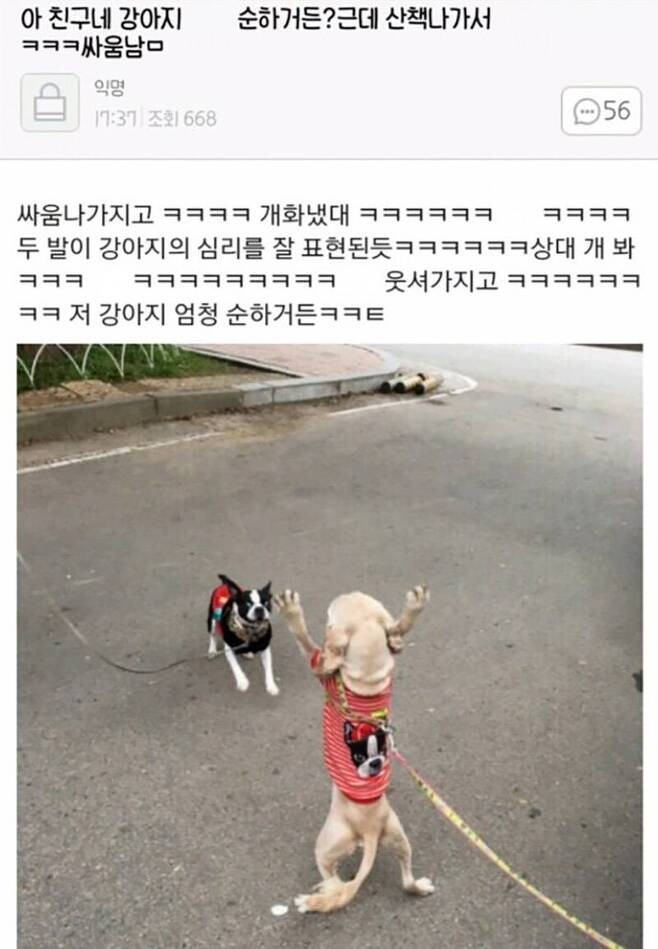 순한 강아지가 산책나가서 싸움