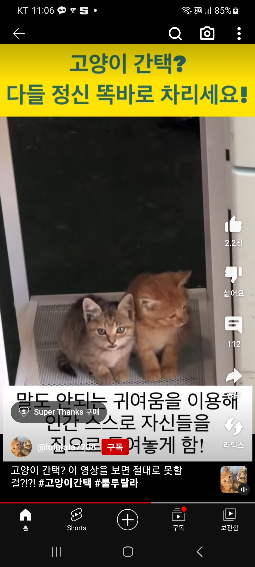 고양이 간택