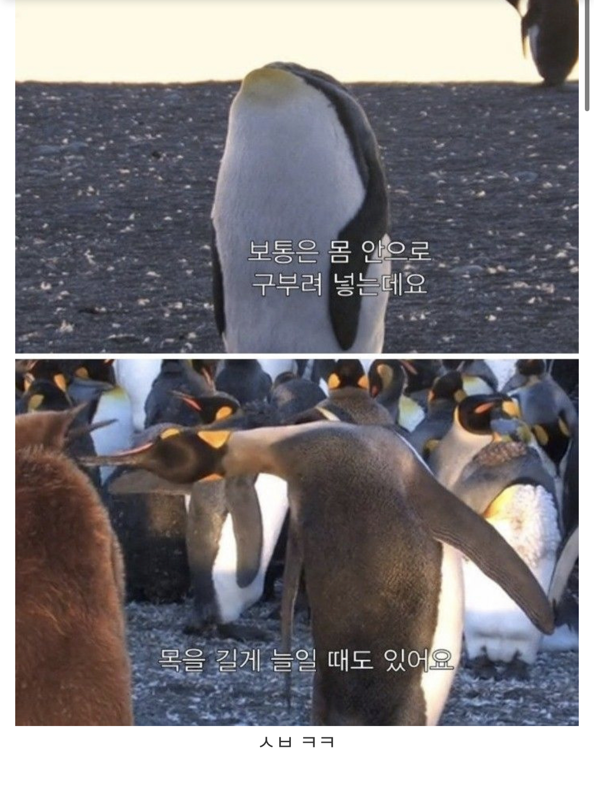 ㅈㄴ 극단적이라는 펭귄 목