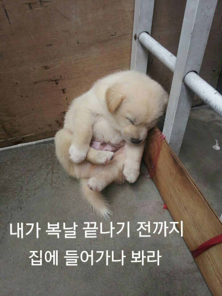 오늘은 초복 입니다