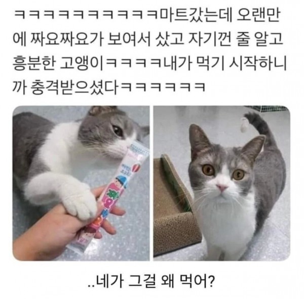 너가 그걸 왜 먹어??!! 츄르