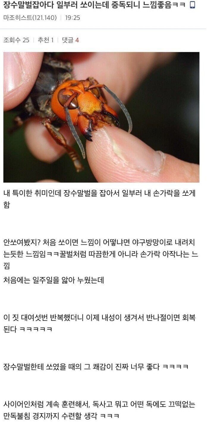 장수말벌에 중독된 사람