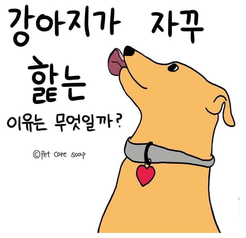 강아지가 핥는이유