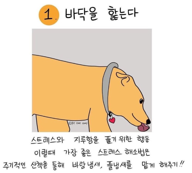 강아지가 핥는이유