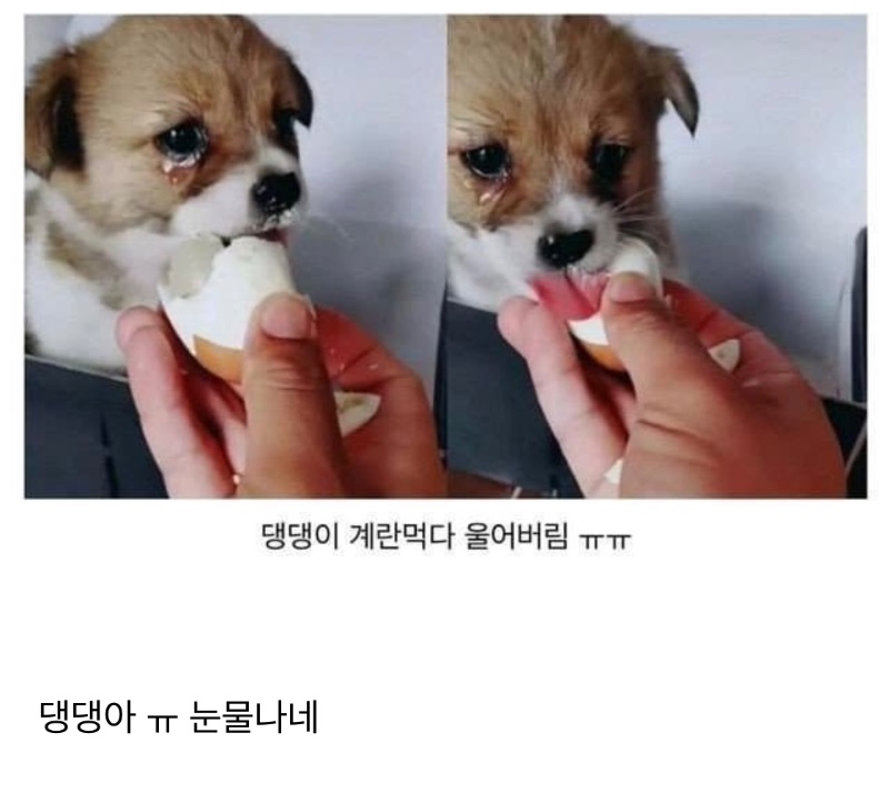 떠돌이 댕댕이에게 계란을 먹여봄