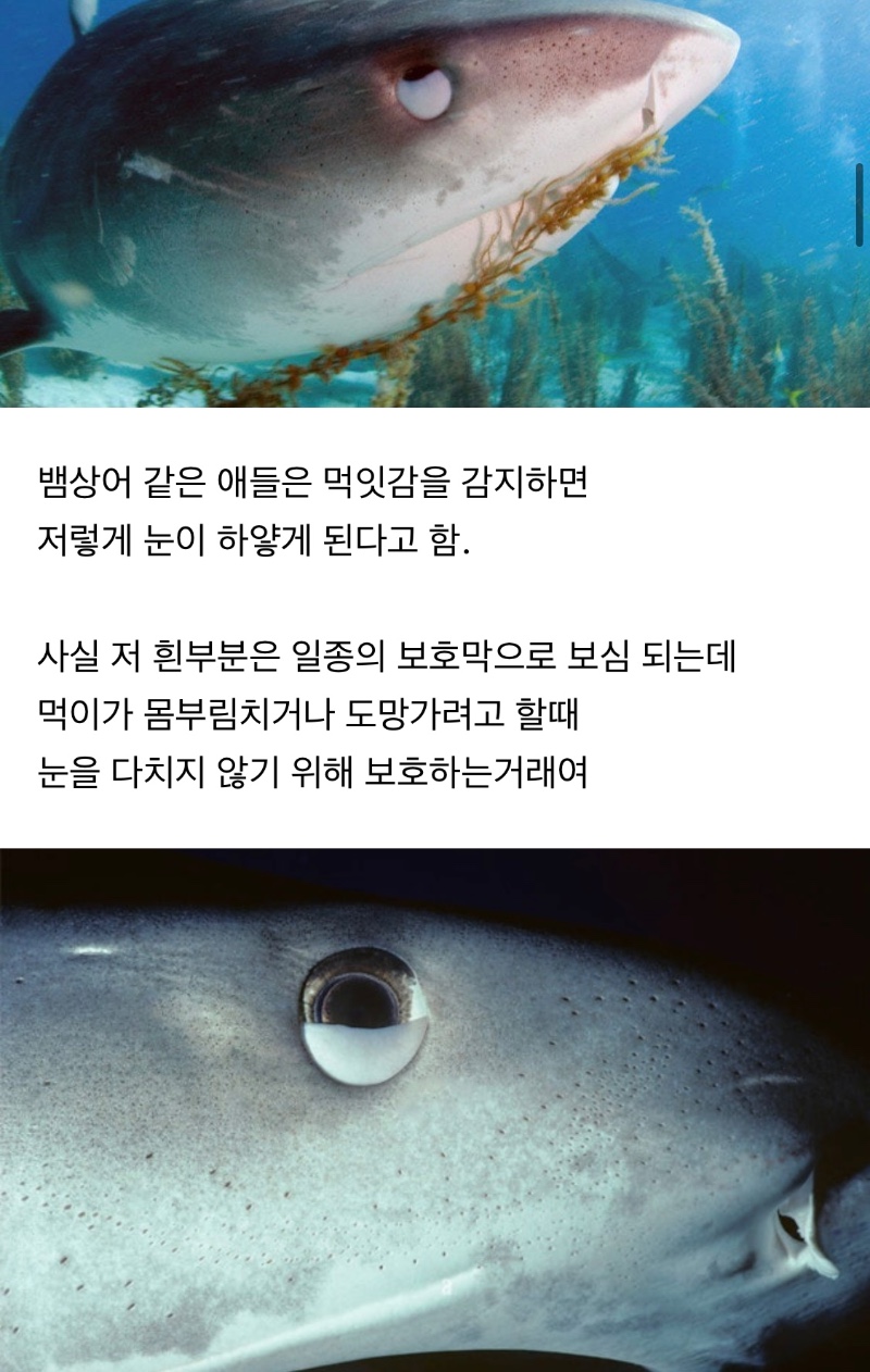 상어 눈만 확대한거 소름