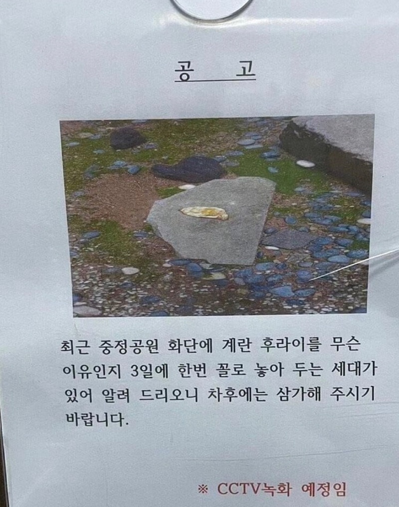 공원 화단 계란후라이 빌런