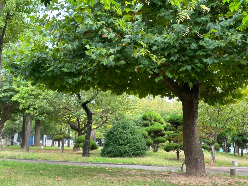 비 내리는 대학캠퍼스 정원~~