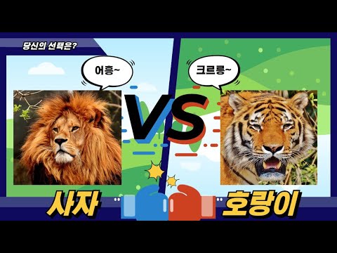 사자 vs 랑이 (온도 차이!)