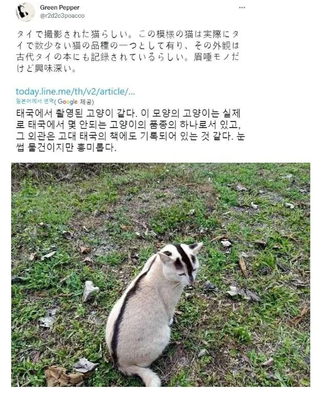 태국 전통 고양이