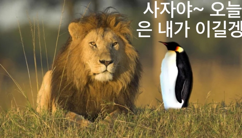 펭 vs 사